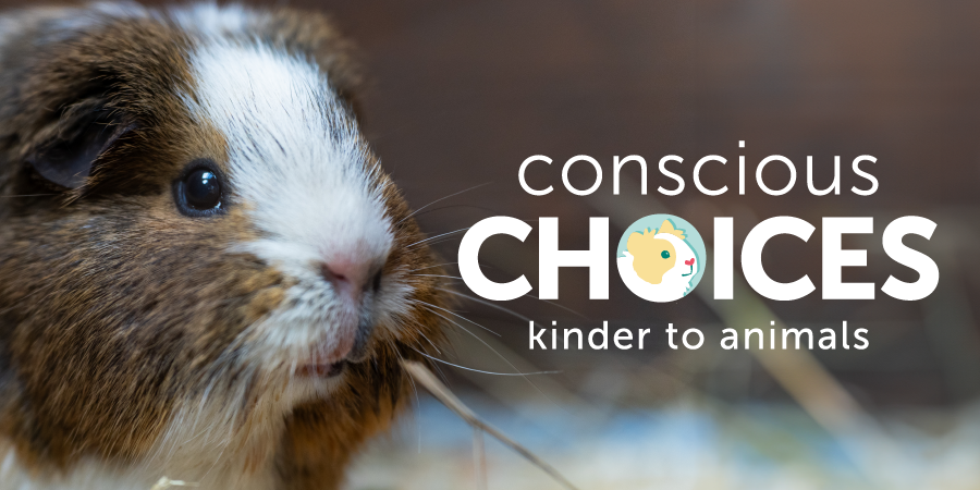 Conscious Choices web graphic featuring a brown and white guinea pig