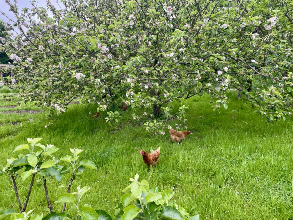 chickens underneath a tree