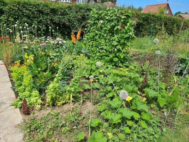 The allotment plot in summer 2021 full of colourful flowers
