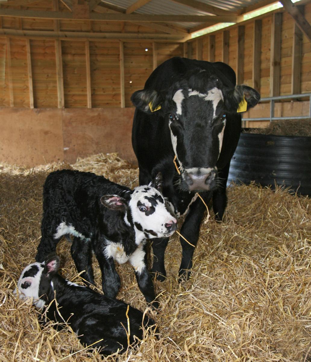 twin calves at Hillside Animal Sanctuary