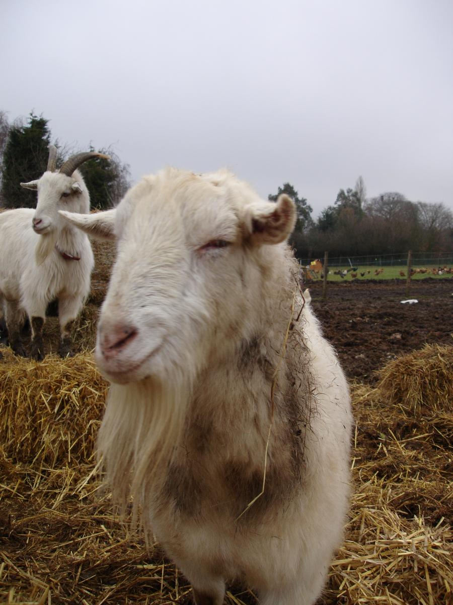 Sceptical goat is sceptical