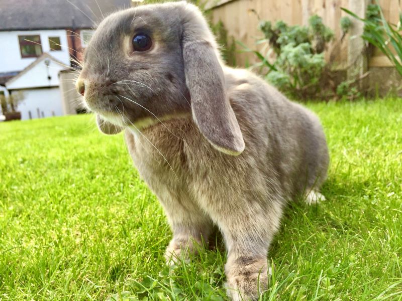 Cute grey bunny on grass in garden