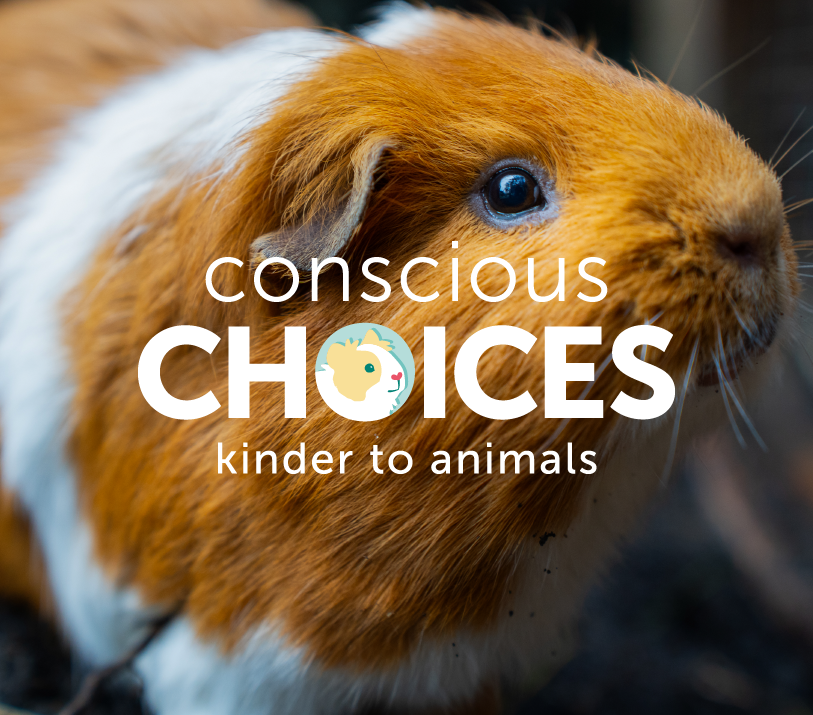 Conscious Choices logo featuring photograph of a ginger and white guinea pig