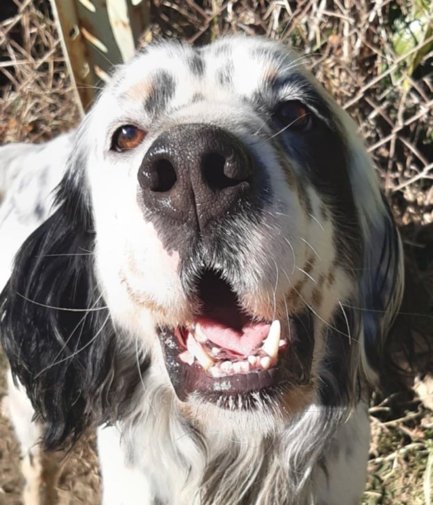 Black and white dog looking happy.