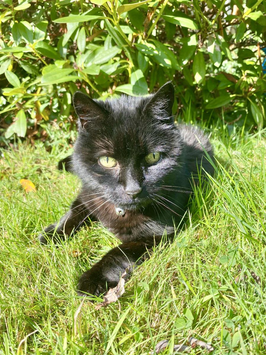 Black cat sunning itself on a grassy lawn