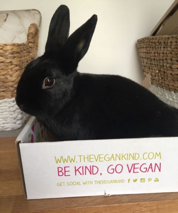 Black bunny playing in cardboard box