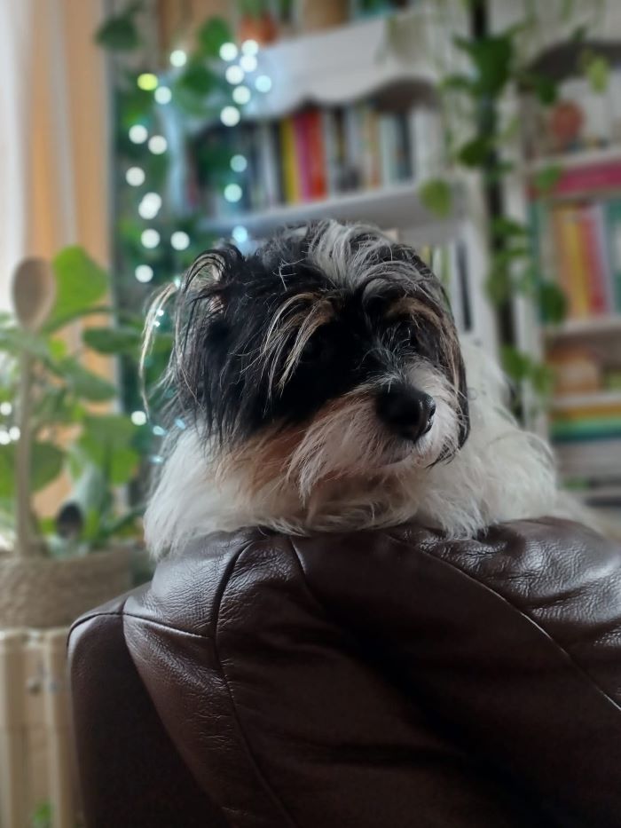 Black and white dog relaxing on sofa