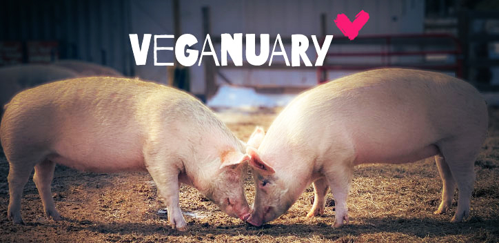 Image of two pigs touching heads with the Veganuary logo over the top