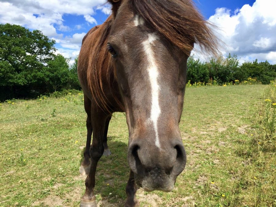 Brown pony in open field