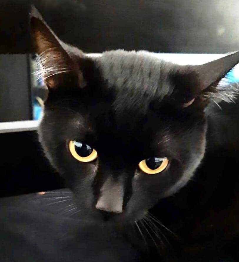 Black cat with striking eyes