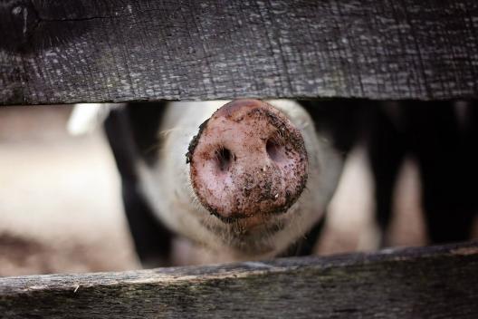 Research briefing: Dissociating meat from its animal origins