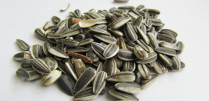 Sunflower and mushroom spread | The Vegan Society