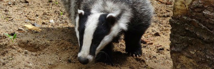 badger badger