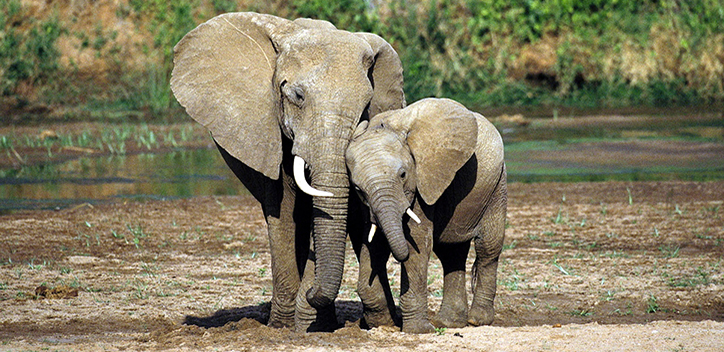 8 animal species with strong parental bonds | The Vegan Society
