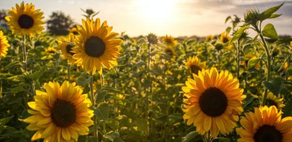 sunflowers in a field