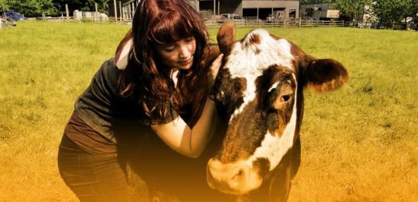 Photograph of a person patting a cow
