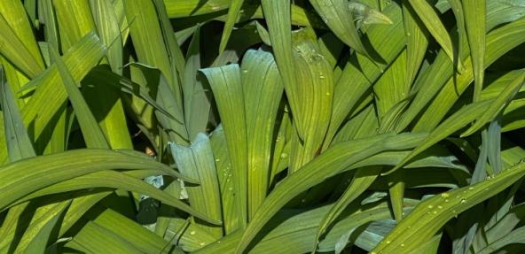 Plantain leaves