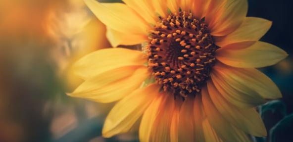 Sunflower close up