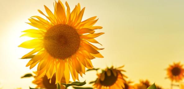 Sunflower close up on a sunny day