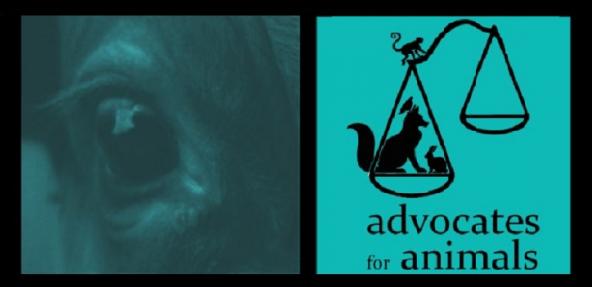 Advocates for Animals Law Firm