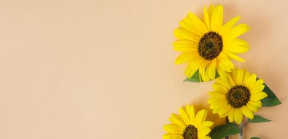 Sunflowers on a beige background