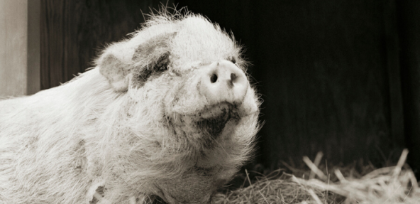 black and white image of aged pig in a bar filled with hay