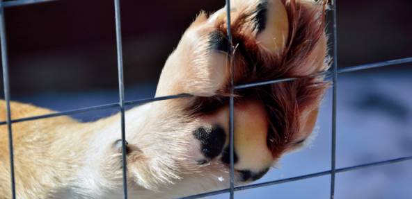 dogs paw against a bar