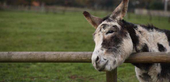 Donkey scratching his head on a fence