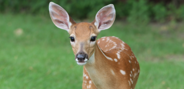 deer in a garden