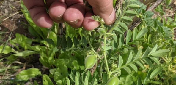 Lifting a chickpea ‘branch’ to show how the pods form like raindrops along it, with only one to three peas per pod. 