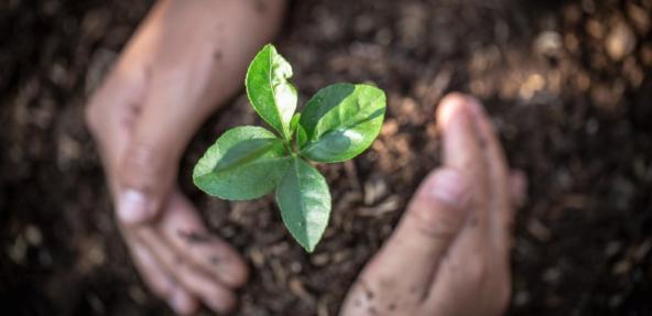 Hand protects seedlings that are growing, Environment Earth Day In the hands of trees growing seedlings