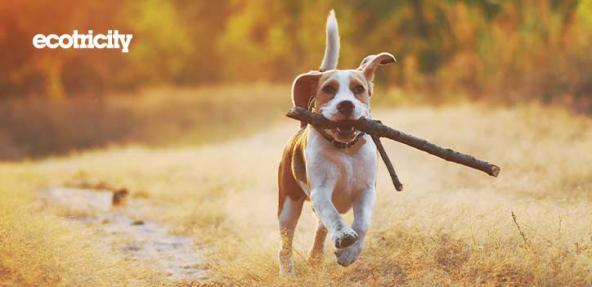 Beagle dog carrying a stick with Ecotricity logo
