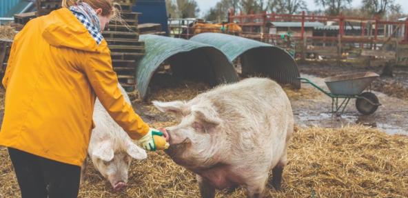 Pig at Frien Farm animal sanctuary
