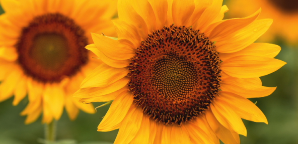 Close up of sunflowers