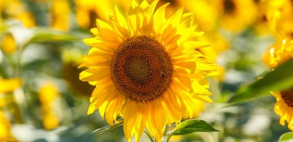 Close up of sunflower