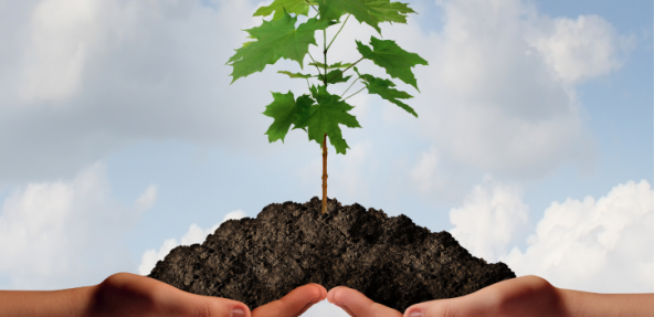 Hands holding a seedling in front of sky