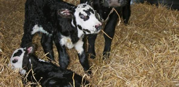 twin calves at Hillside Animal Sanctuary