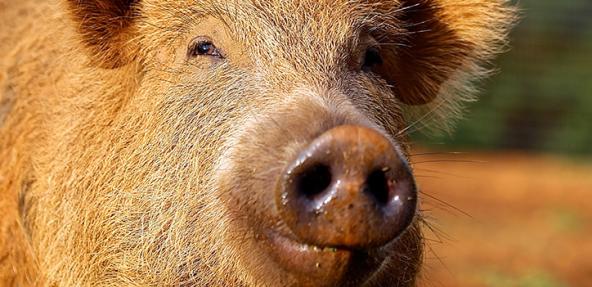 Photograph of a pig