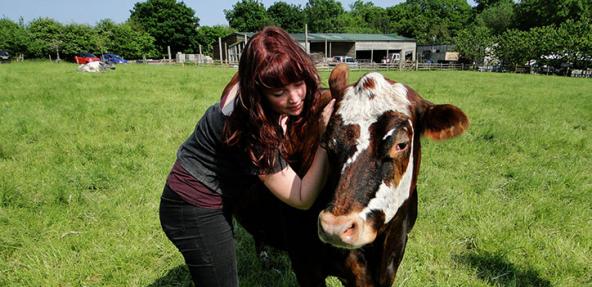 A photograph of a person stroking a cow.