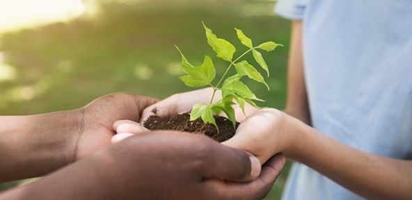 hands holding a plant together