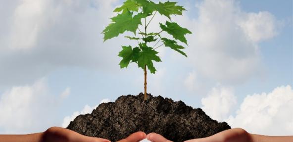 hands holding a sapling