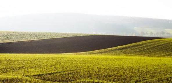 Green field with sky in the background