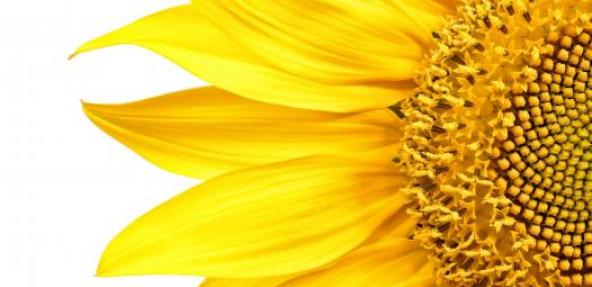 Close up of yellow sunflower on white background