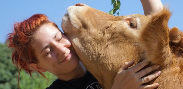 lady hugging a cow