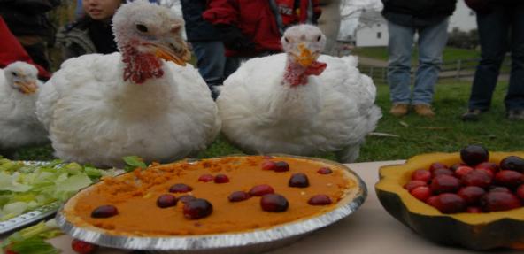 Turkeys celebrate Thanksgiving with a special pumpkin pie just for them