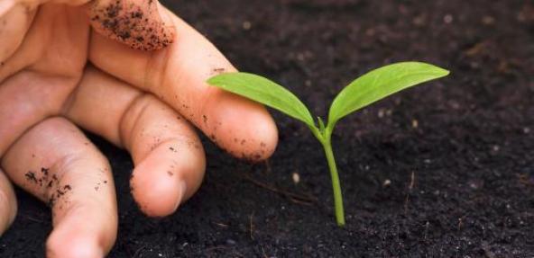 Fingers touching sprouting leaf