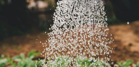 Watering plants