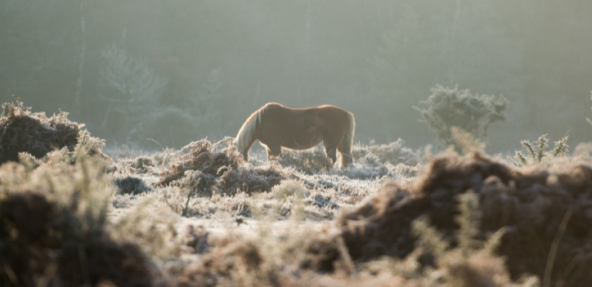 Wild pony in moorland