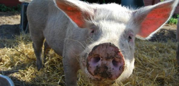 close up of pig looking at camera