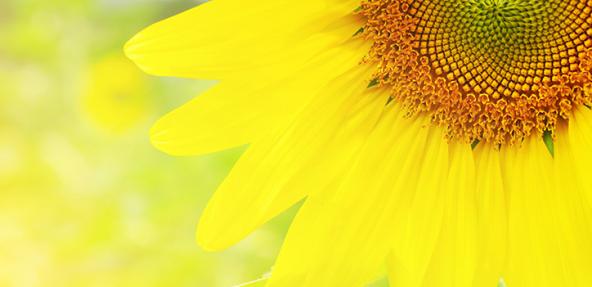 A bright, close-up photograph of a sunflower.